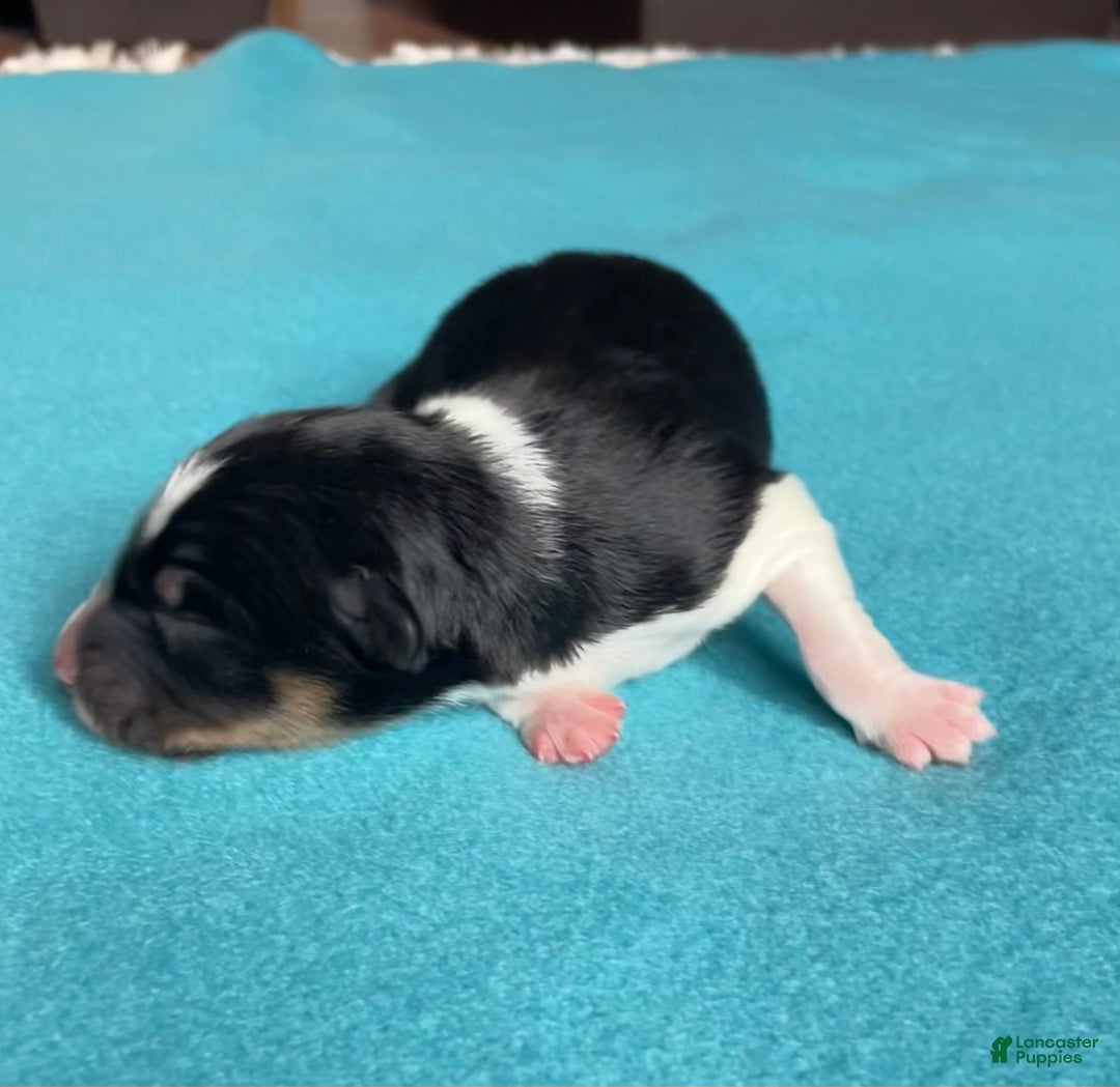 Mixed Breed dogs for sale: Tri Colored - Ad 1
