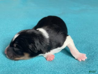 Mixed Breed dogs Tri Colored - Ad 20