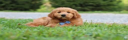 Goldendoodle dogs for sale: Theo - Ad 5