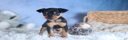 Miniature Pinscher dogs for sale: ARCHIE - Ad 3