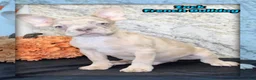 French Bulldog dogs for sale: Zack Male AKC French Bulldog - Ad 1