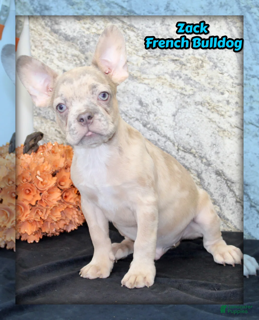 French Bulldog dogs for sale: Zack Male AKC French Bulldog - Ad 1