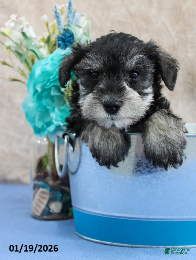 Miniature Schnauzer dogs Quill - Ad 2