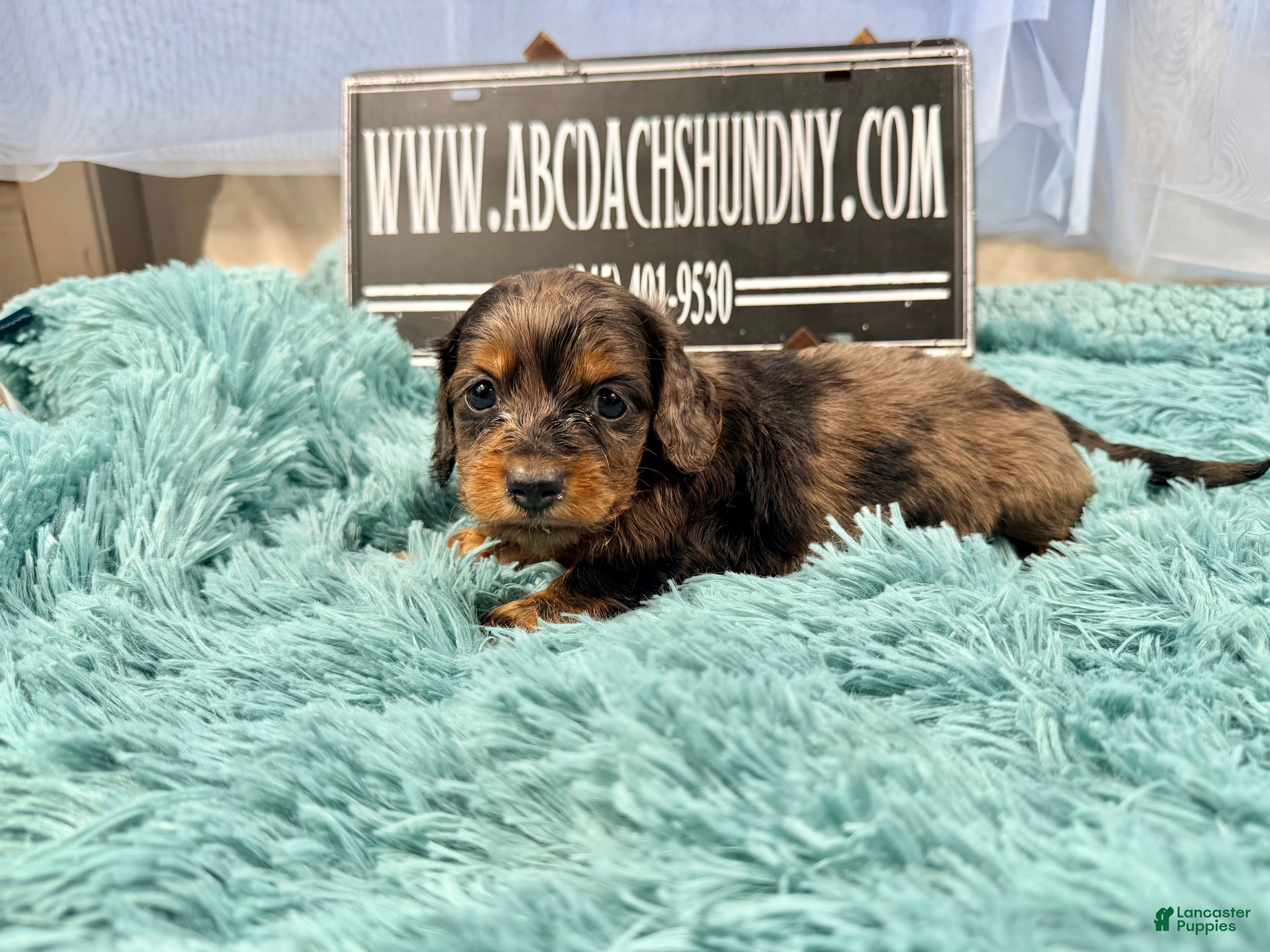 Miniature Dachshund dogs Black dapple Girl - Ad 13