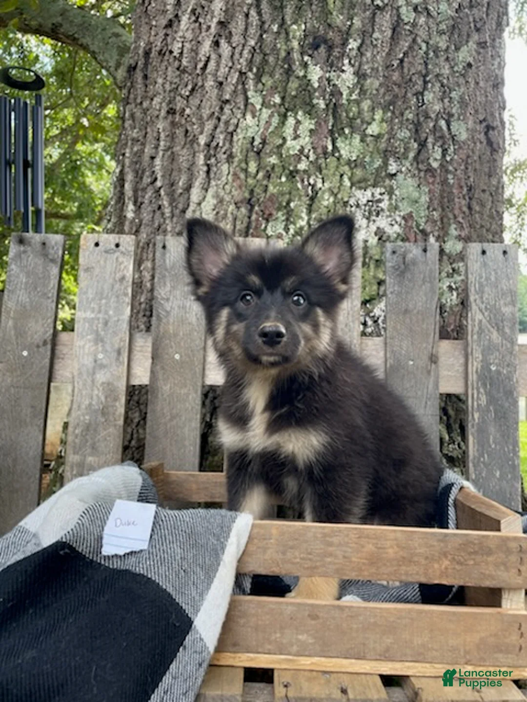 Pomsky dogs for sale: Duke - Ad 1