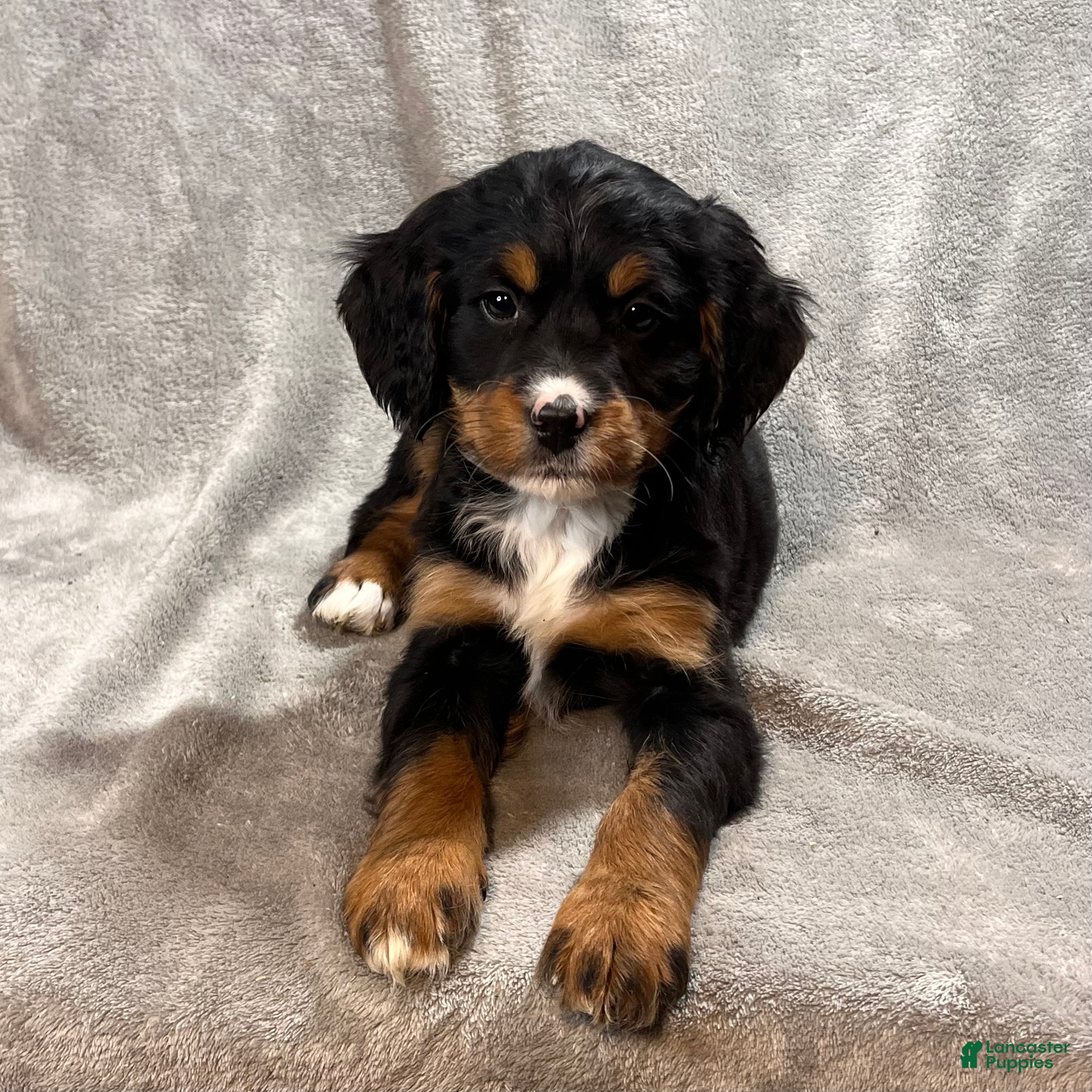 Bernedoodle dogs Gavin - Ad 13