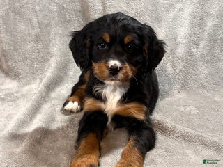 Bernedoodle dogs Gavin - Ad 9