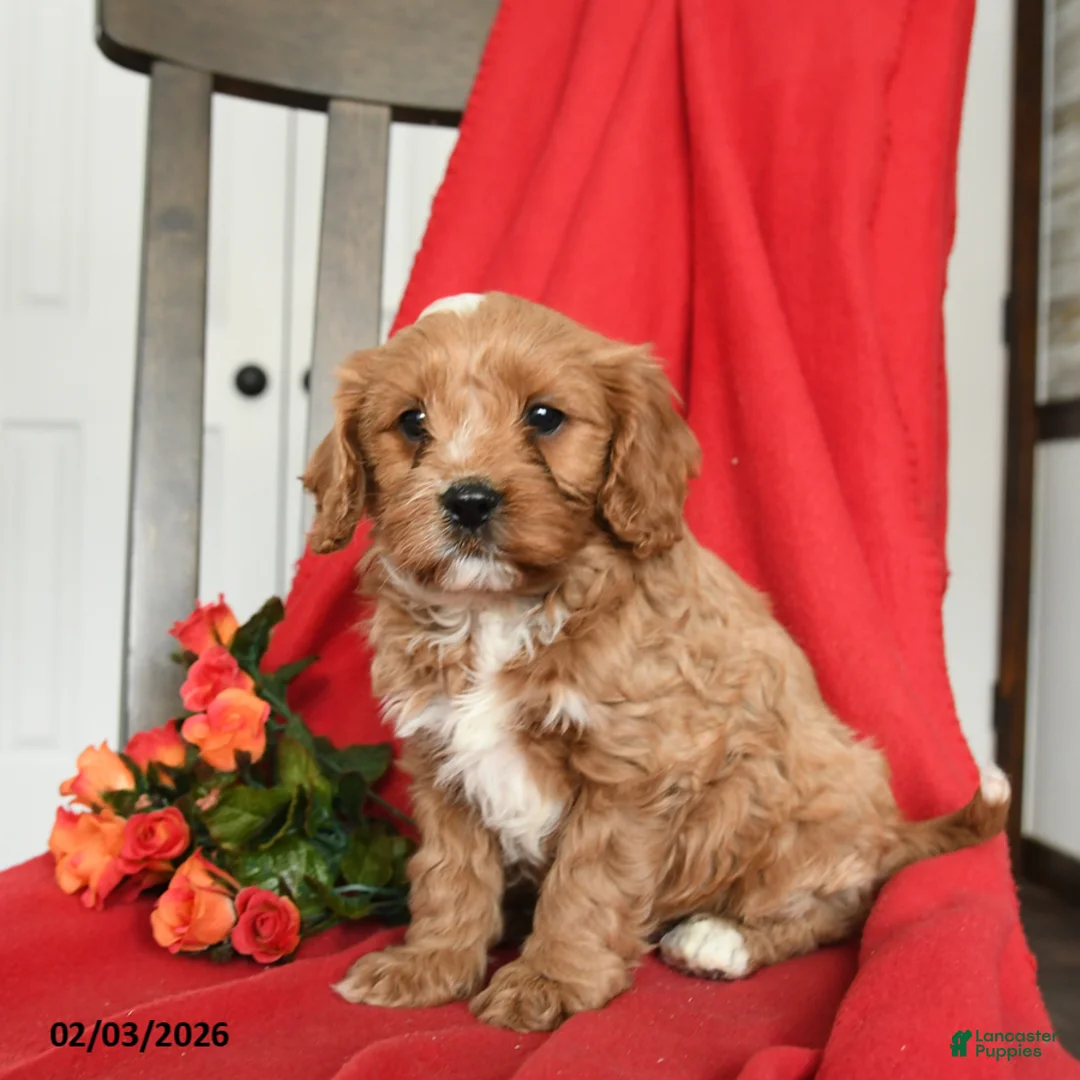Cavapoo dogs for sale: Cuddles - Ad 4