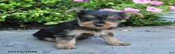 Yorkshire Terrier dogs for sale: Lucky - Ad 4