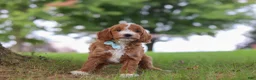 Mini Goldendoodle dogs for sale: Casper - Ad 6