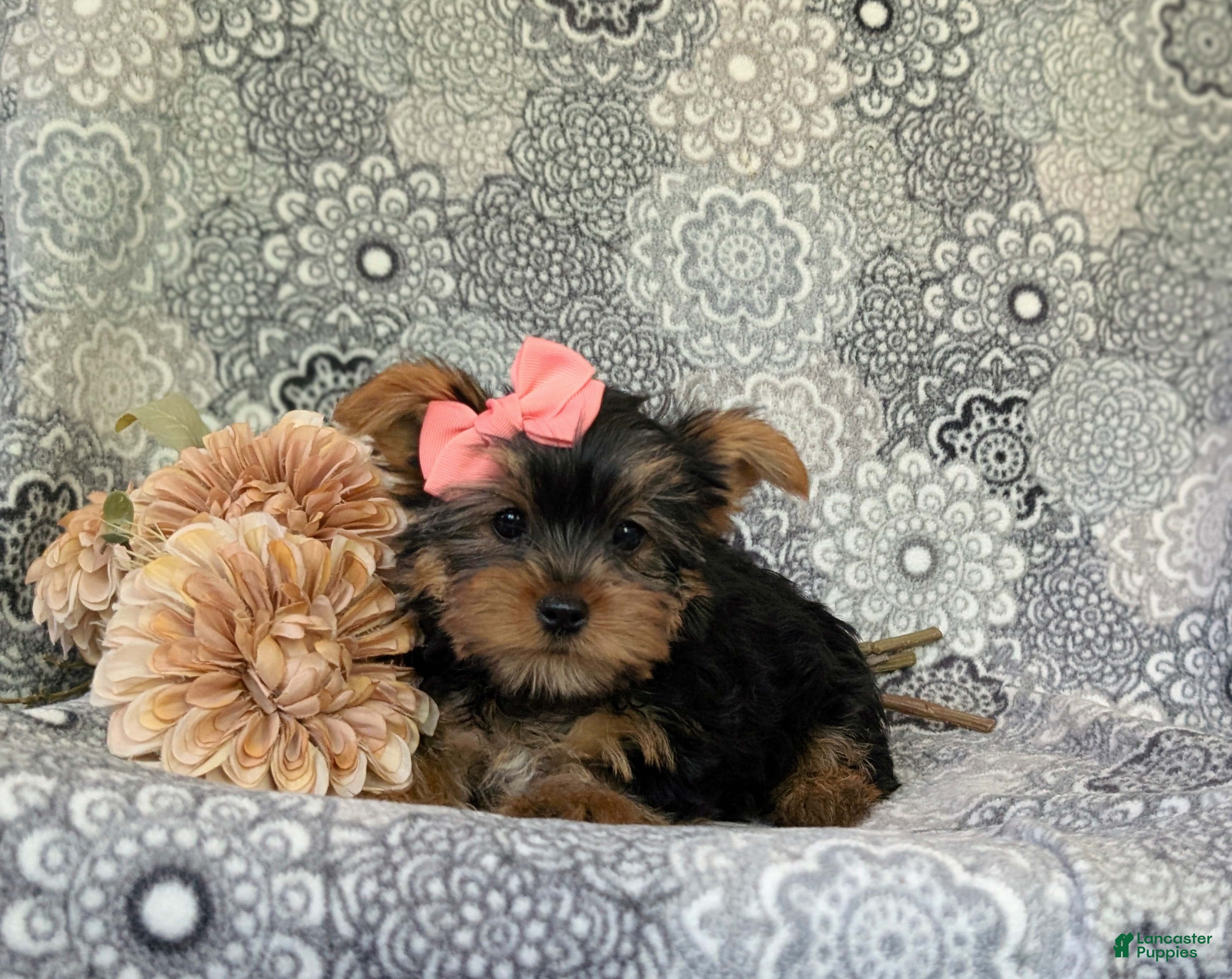 Yorkshire Terrier dogs for sale: Lindie 7 lbs Full Grown - Ad 9