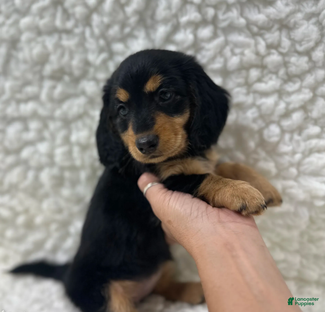 Mixed Breed dogs Sadie - Ad 2