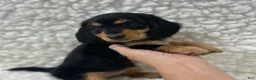 Mixed Breed dogs for sale: Sadie - Ad 2