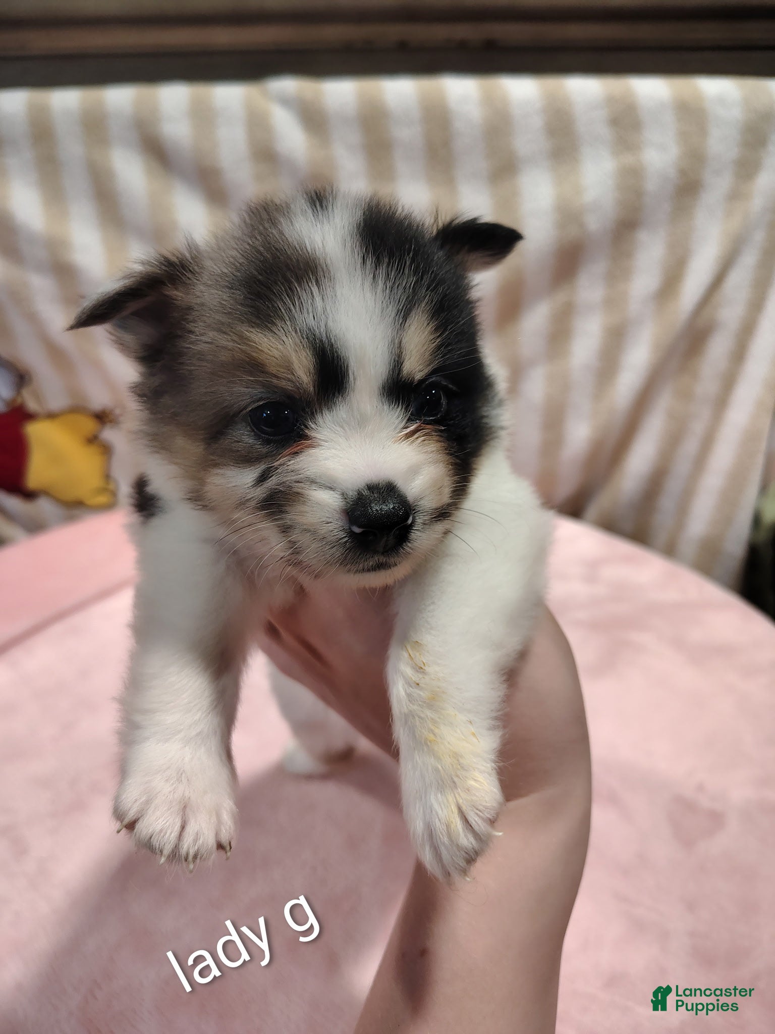 Pomeranian dogs Lady - Ad 36