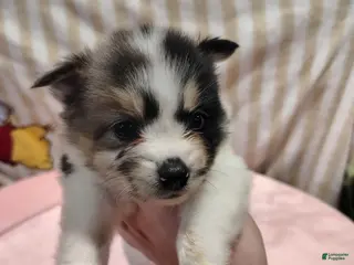 Pomeranian dogs Lady - Ad 36