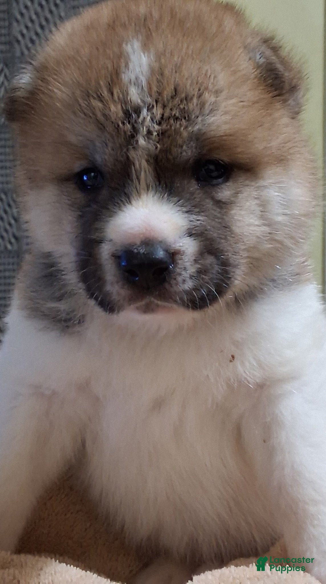 Akita dogs Ash - Ad 1