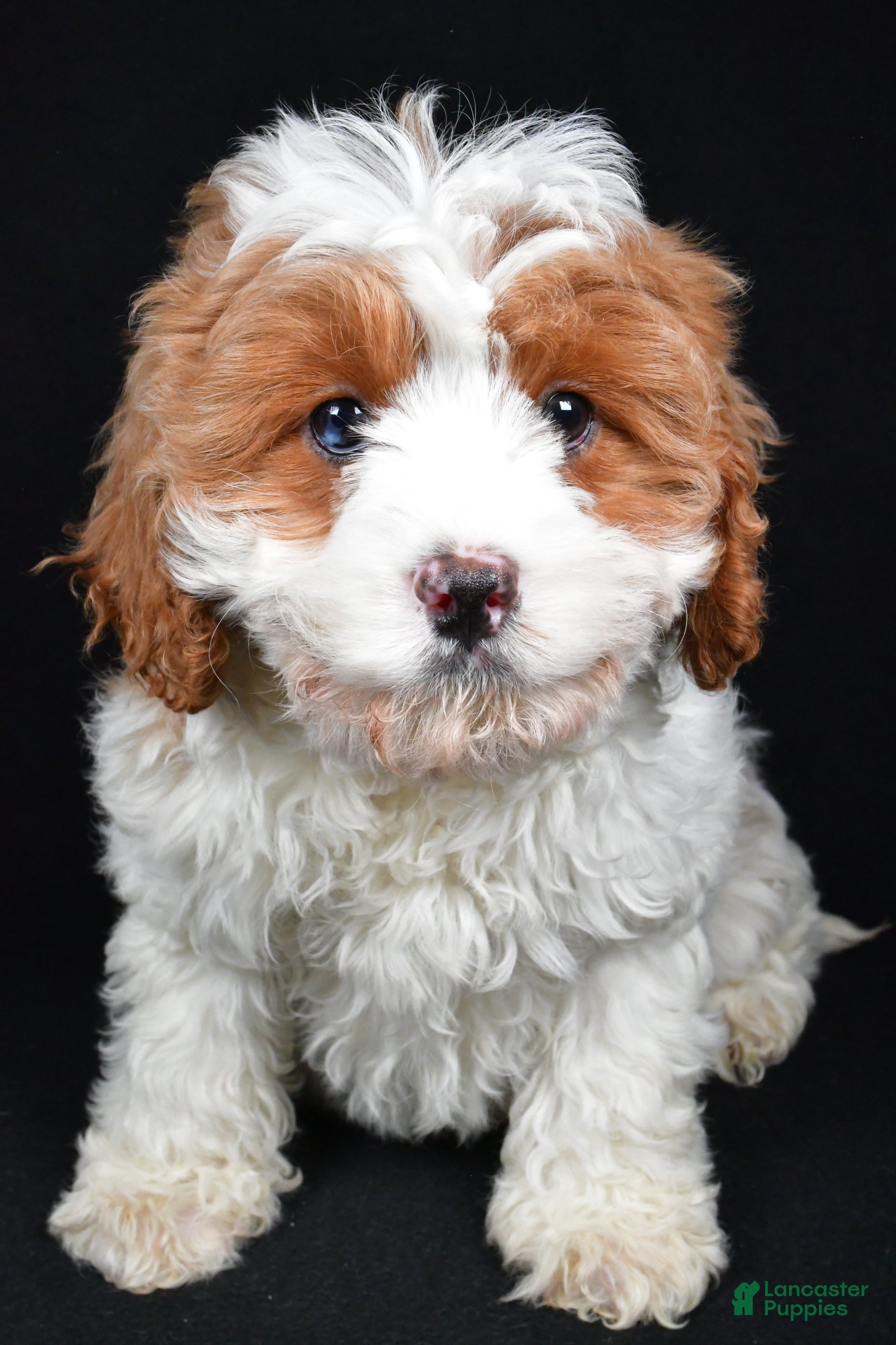 Cavapoo dogs December - Ad 16