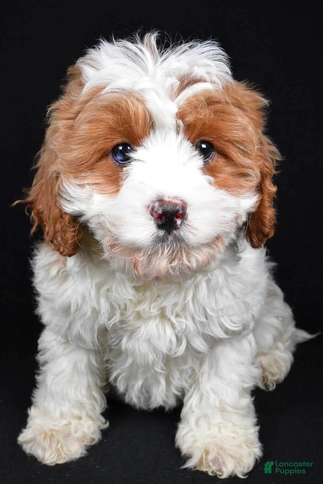 Cavapoo dogs for sale: December - Ad 1