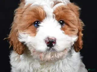 Cavapoo dogs December - Ad 32