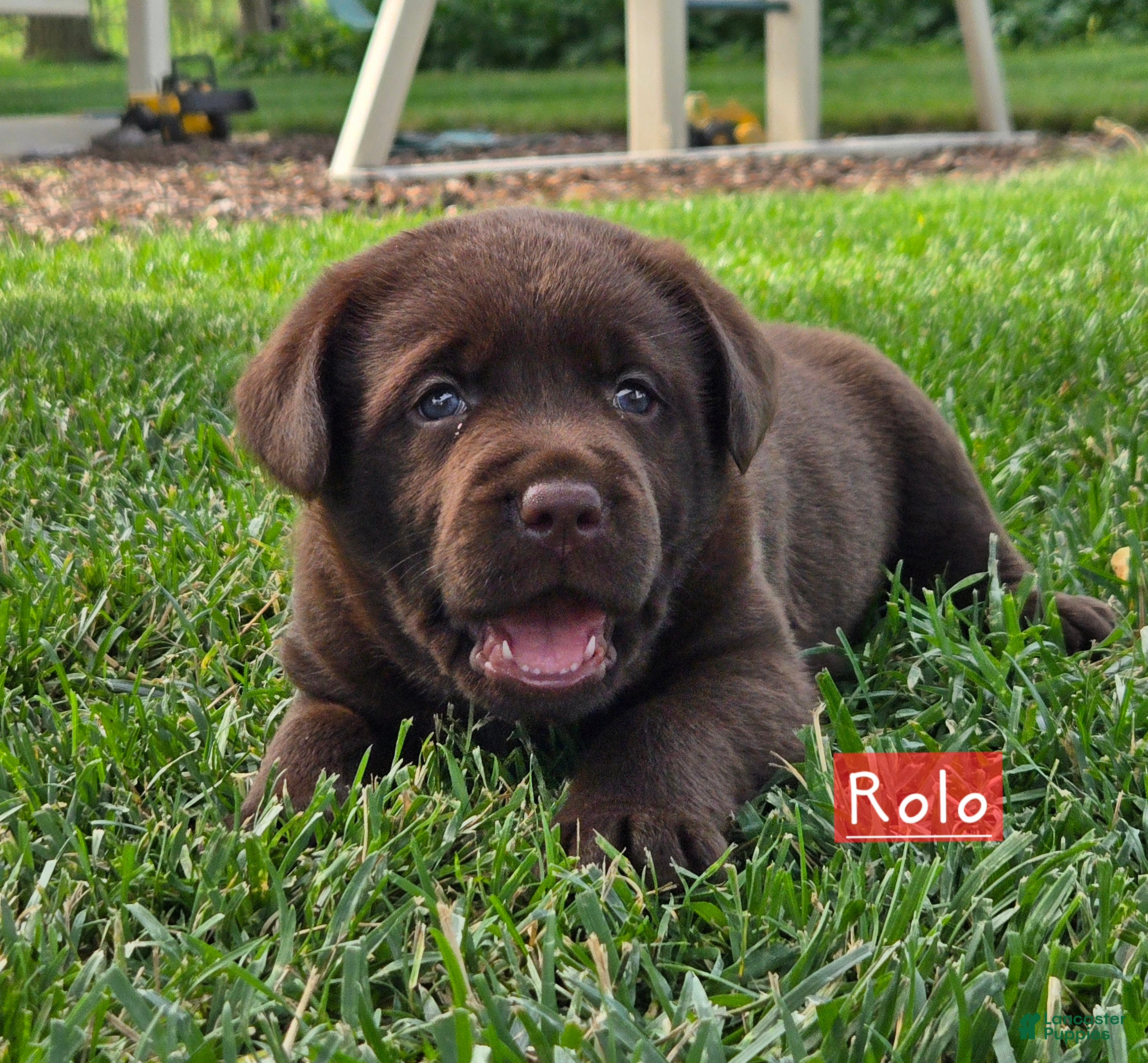 Labrador Retriever dogs Rolo - Ad 1