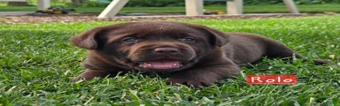 Rolo