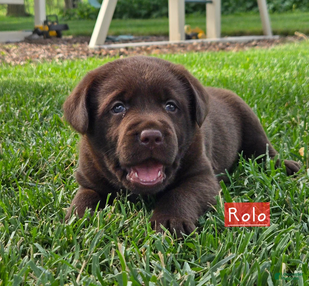 Labrador Retriever dogs for sale: Rolo - Ad 1