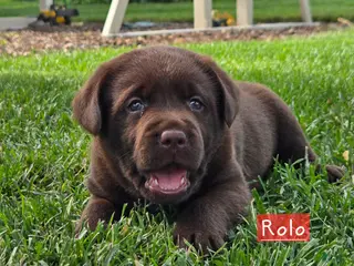 Labrador Retriever dogs for sale: Rolo - Ad 1