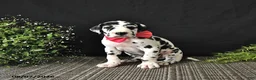 Great Dane dogs for sale: Ally - Ad 4