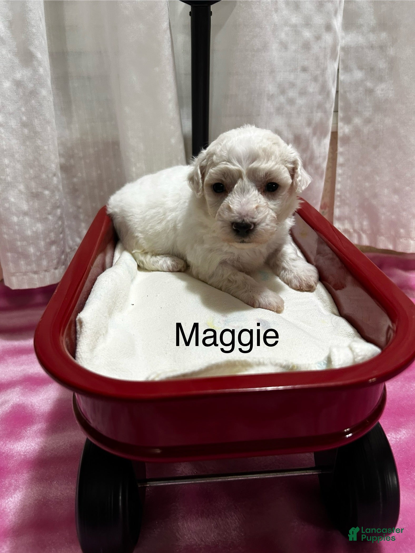 Bichon Frise dogs Bichon Frise 3 Maggie - Ad 19