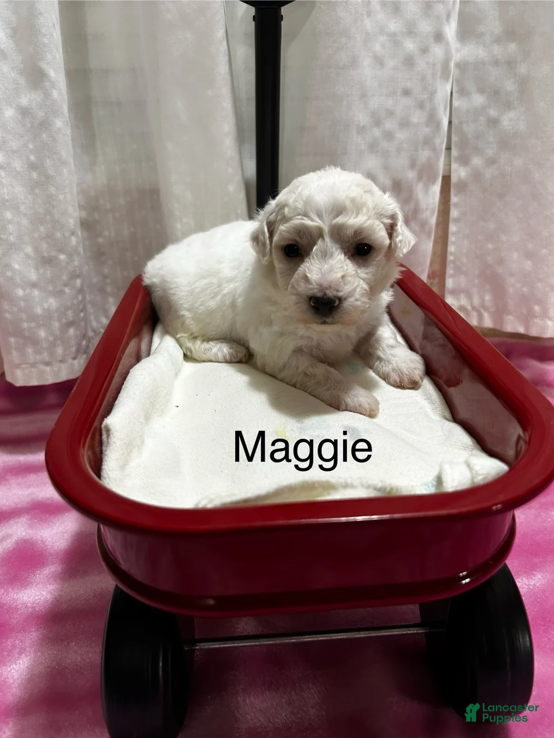 Bichon Frise dogs for sale: Bichon Frise 3 Maggie - Ad 1