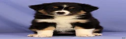 Miniature Australian Shepherd dogs for sale: Bethany - Ad 1