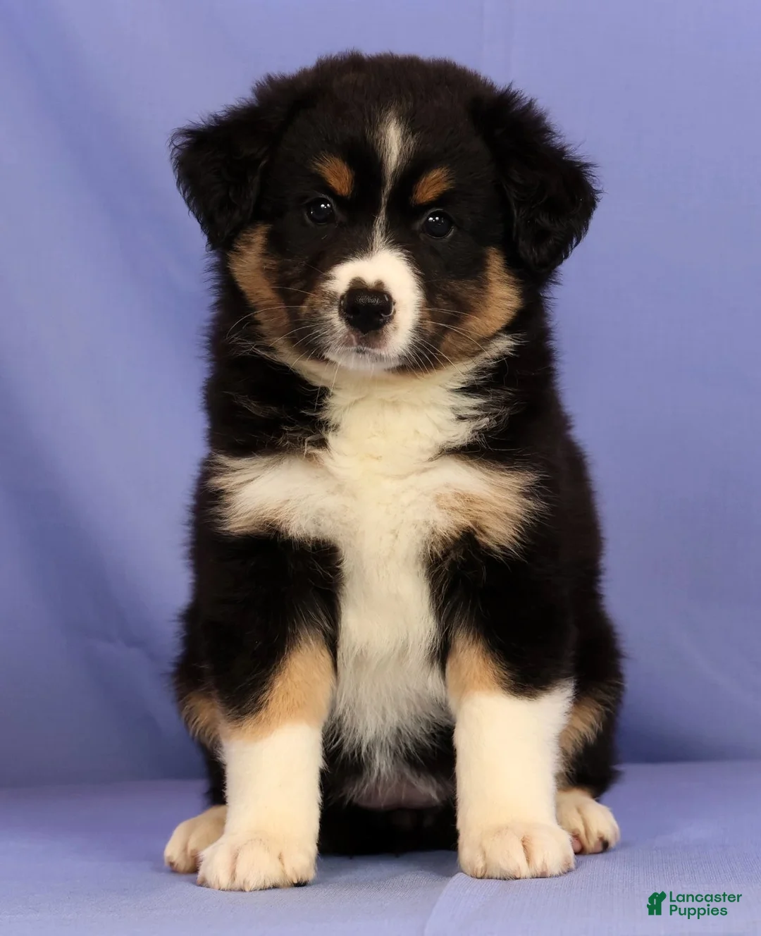 Miniature Australian Shepherd dogs for sale: Bethany - Ad 1