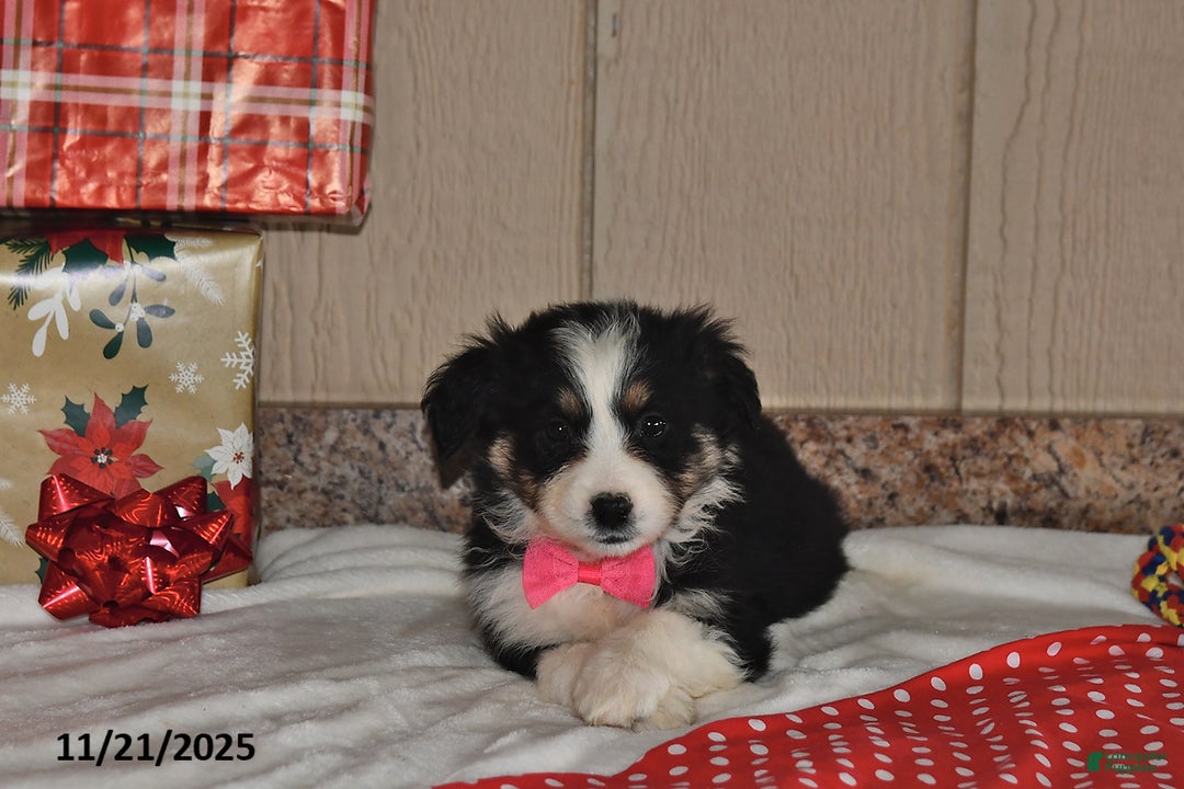 Australian Shepherd dogs for sale: Noelle - Ad 4
