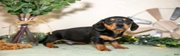 Miniature Dachshund dogs for sale: Scott - Ad 3