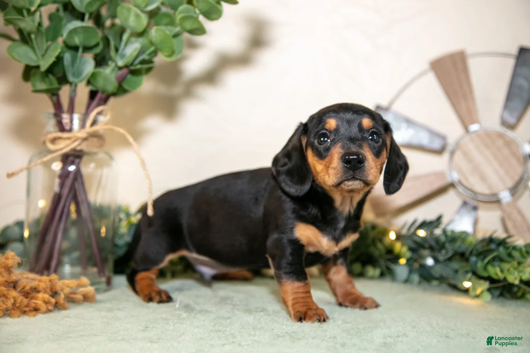 Miniature Dachshund dogs for sale: Scott - Ad 3