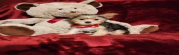 Yorkshire Terrier dogs for sale: POPPY  - Ad 1