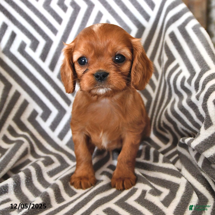 Cavalier King Charles Spaniel dogs Posey - Ad 21