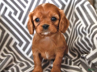 Cavalier King Charles Spaniel dogs Posey - Ad 42