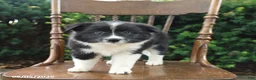 Mixed Breed dogs for sale: Dolly - Ad 4