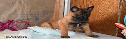 Belgian Malinois dogs for sale: Rex - Ad 1