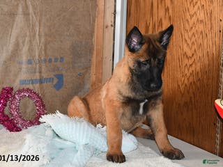 Belgian Malinois dogs Rex - Ad 11