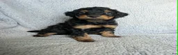 Mixed Breed dogs for sale: Bear  - Ad 2