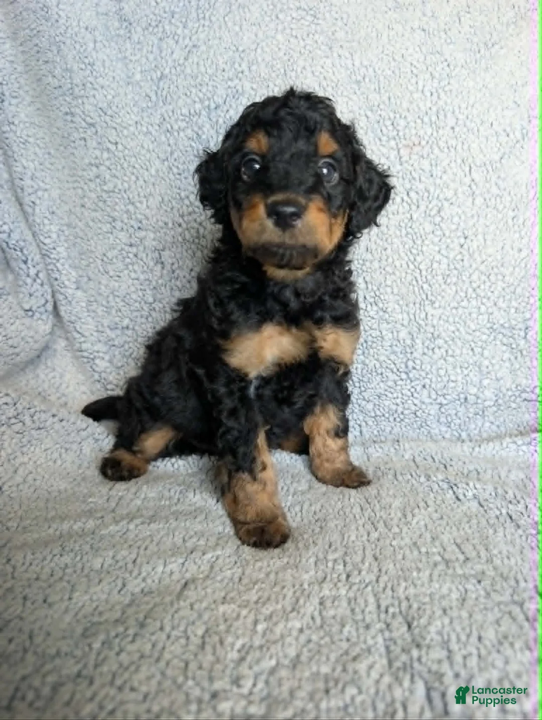 Mixed Breed dogs for sale: Bear  - Ad 2
