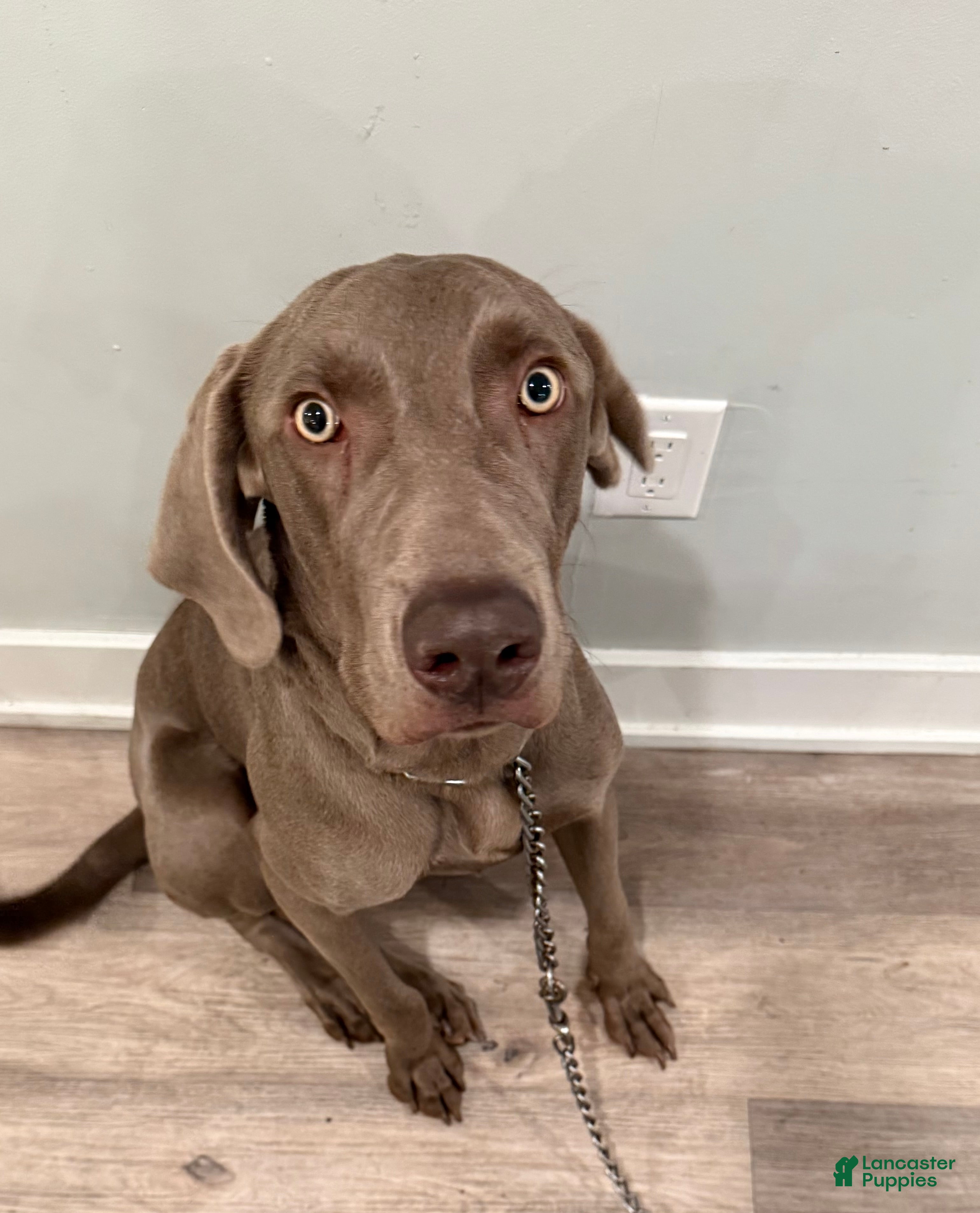 Weimaraner dogs Sosa - Ad 4