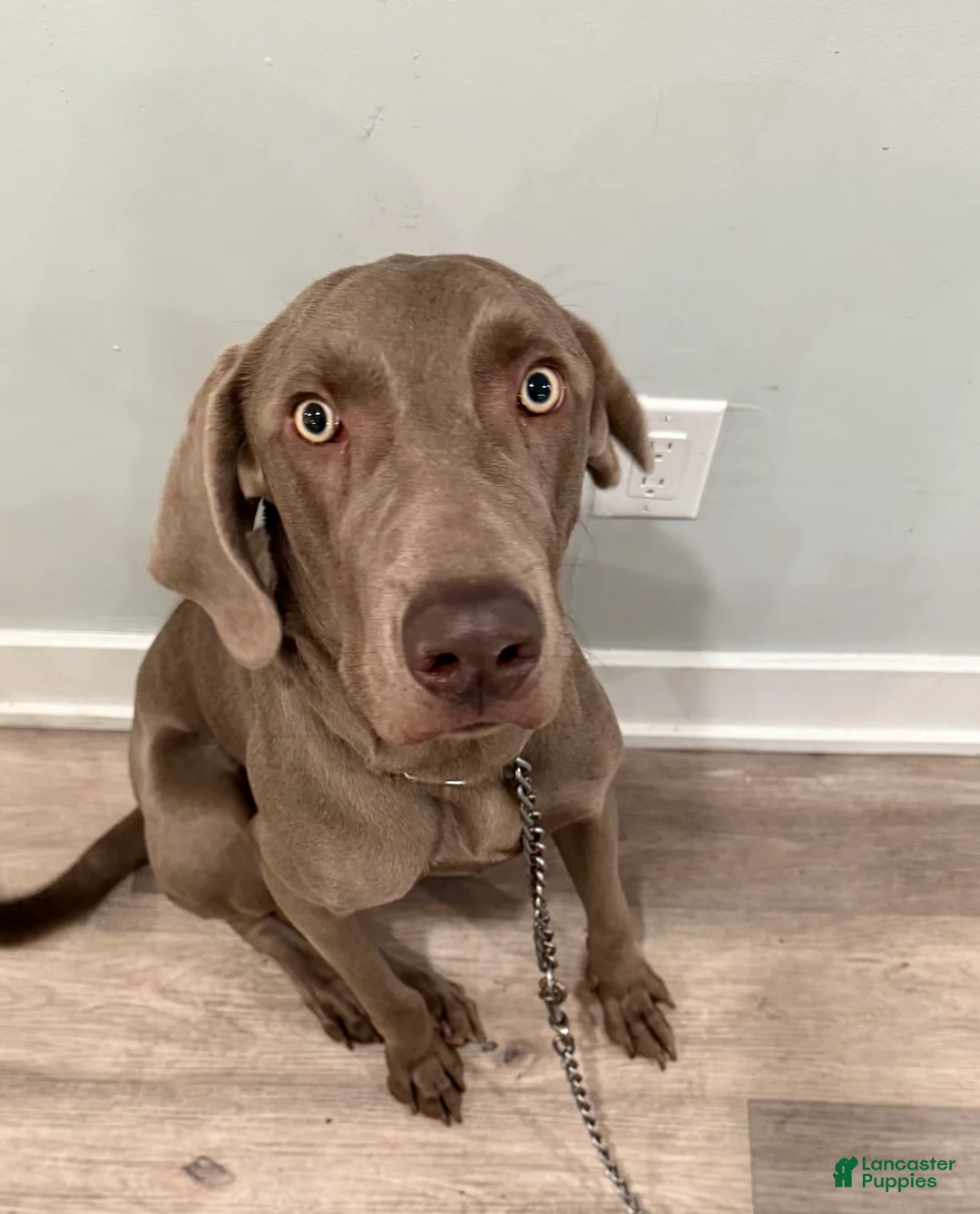 Weimaraner dogs for sale: Sosa - Ad 1