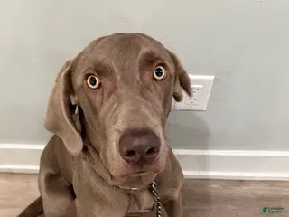 Weimaraner dogs Sosa - Ad 4