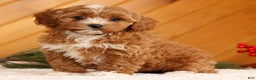 Cavapoo dogs for sale: Joy - Ad 5