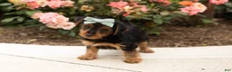 Yorkshire Terrier dogs for sale: Leslie  - Ad 2