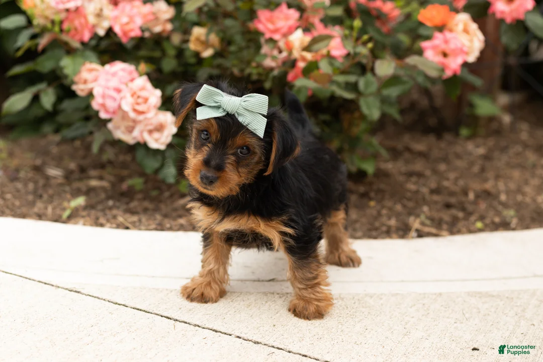 Yorkshire Terrier dogs for sale: Leslie  - Ad 2