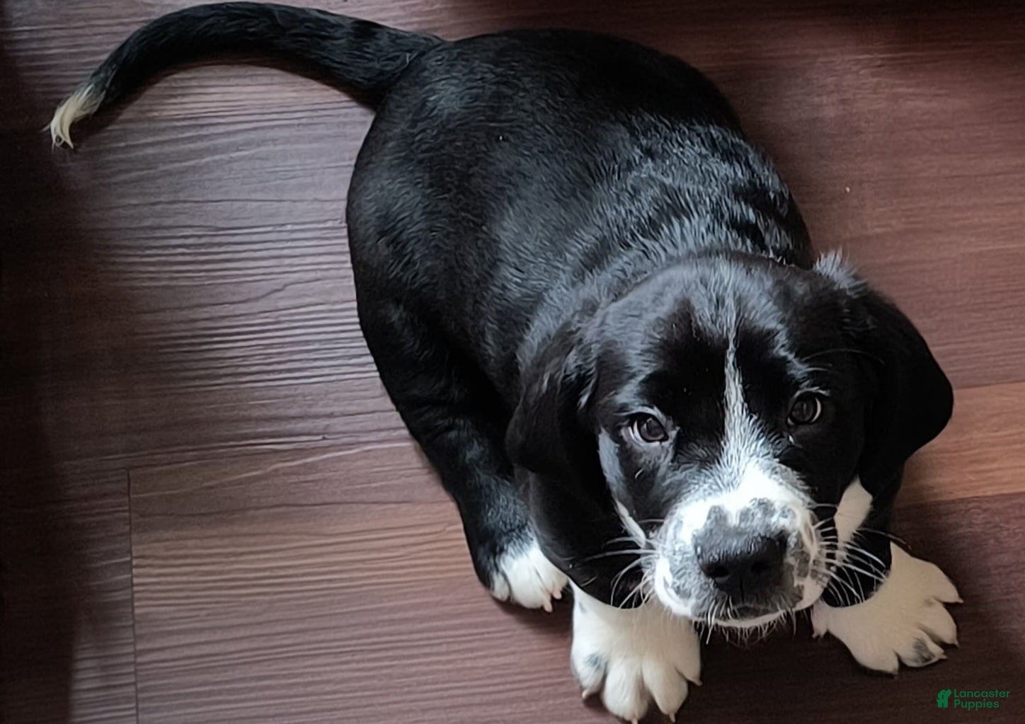 Basset Hound dogs Ronan - Ad 28